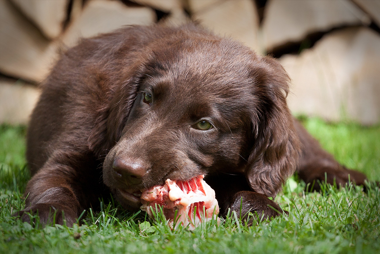 Is raw feeding bad for cheap dogs